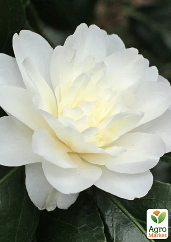 LMTD Камелия цветущая японская 2-х летняя "Baby Sis" (высота 30-40см) - фото 7