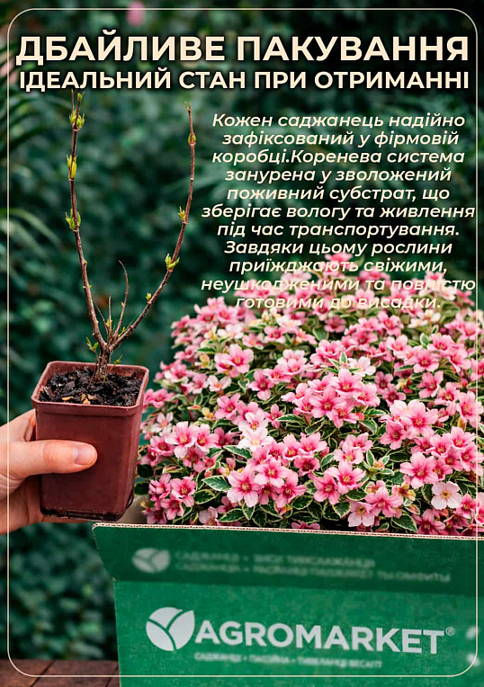 Вейгела "Marjorie" (Weigela Florida) - фото 5