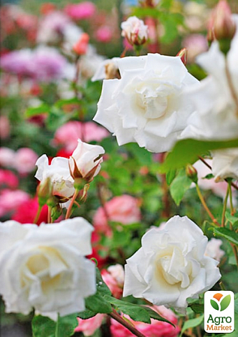 Троянда плетиста "Місіс Герберт Стівенс" (саджанець класу АА+) вищий сорт - фото 5