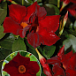 Дипладенія (Mandevilla) "Jasper Burgundy" (квітуча ліана)