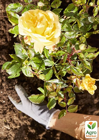 Комплексное удобрение для роз с медленным освобождением питательных веществ COMPO, 0,85 кг (1574) - фото 3