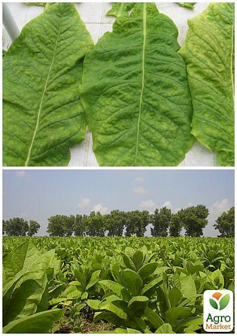 На вагу насіння Тютюн для паління "Вірджинія" ТМ "Весна" ціна за 1г - фото 2