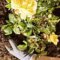 Комплексе добриво для троянд з повільним вивільненням поживних речовин COMPO, 0,85 кг (1574) цена