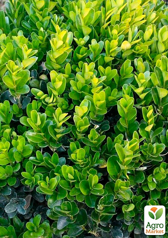 Самшит  вечнозеленый "Суфрутикоза" (Suffruticosa) - фото 2
