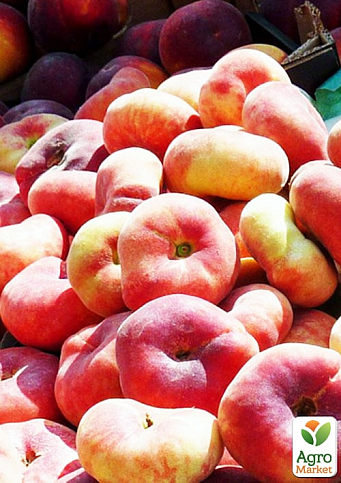 Инжирный персик "Инжирный ранний" (летний сорт, ранний срок созревания)