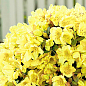 LMTD Рододендрон квітучий 7-річний "Saffrano" (висота 60-80см) купить