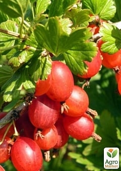 Крыжовник "Машека" (средний срок созревания, высокая устойчивость к вредителям и болезням)11