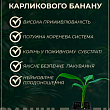 Банан Карликовий Кавендіш (Dwarf Cavendish)