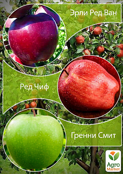 Дерево-сад Яблоня "Эрли Ред Ван+Гренни Смит+Ред Чиф"2