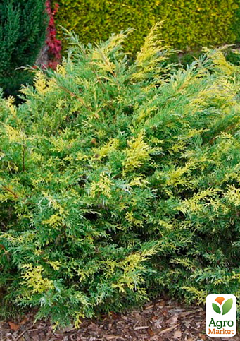 Ялівець середній "Blue and Gold" (вазон Р9, висота 10-12 см)