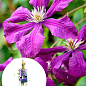 LMTD Клематис 2-х летний "Etoile Violette" (высота 40-60 см)