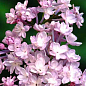 Сирень махровая инвитро "Анабель" (Syringa Anabe) вазон С1,5 цена