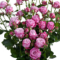 Троянда дрібноквіткова (спрей) "Lady Bombastic" (саджанець класу АА +) вищий сорт