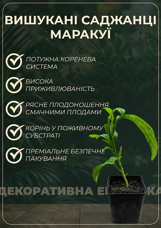Пассифлора голубая cъедобная "Кавалерийская звезда" - фото 3