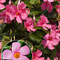 Дипладения (Mandevilla) "Veronika Pink" (цветущая лиана)