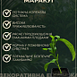 Пассифлора голубая cъедобная "Кавалерийская звезда" цена