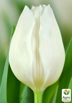 Тюльпан "White" укорінений4
