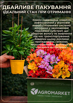 Альстромерія inticancha "Valentino" (вирощено in-vitro) С1,518