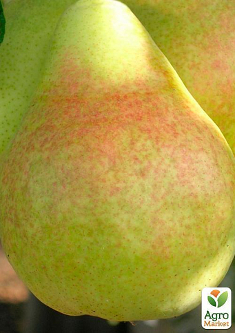 Груша "Говерла" (осінні сорти, середній термін дозрівання) - фото 4