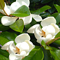 LMTD Магнолія Королівська "Grandiflora" 3-річна (висота 40-50см)