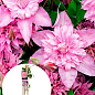 LMTD Клематис 3-х річний "Multi Pink" (висота 60-80 см)