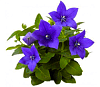 Ширококолокольчики (platycodon)