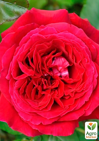 Роза чайно-гибридная "Ботеро" (саженец класса АА+) высший сорт - фото 2