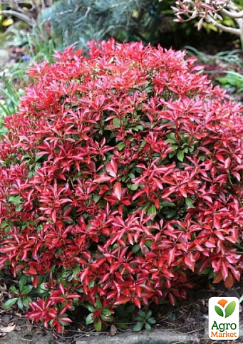 Пиерис японский 2-х летний "Red Mill" вазон С1.5