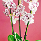 Орхідея (Phalaenopsis) "Cascad Leo" висота 35-45см купить