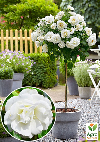 Ексклюзив! Троянда штамбова ніжно-біла "Білосніжка" (Snow White) (саджанець класу АА +, преміальний махровий сорт)
