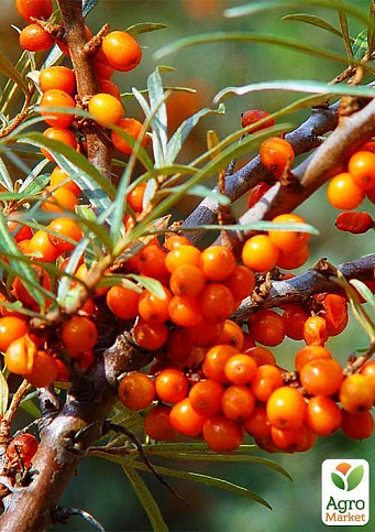 Облепиха (перекрестное опыление, комплект 2 шт) 1 год