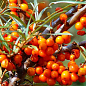 Облепиха (перекрестное опыление, комплект 2 шт) 1 год