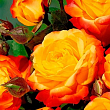 Роза в контейнере мелкоцветковая "Литл Сенсейшн" (саженец класса АА+)  купить