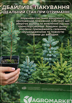 Ексклюзив! Ялина блакитна "Топаз" (Topaz) (преміальний високодекоративний сорт, горщик P9)6
