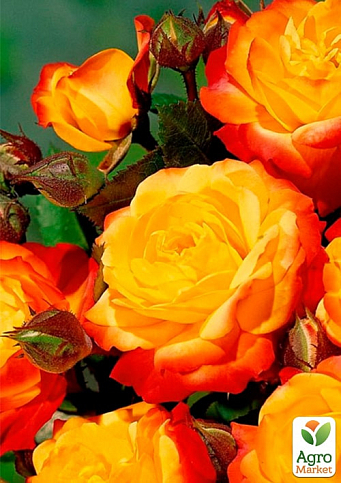 Троянда в контейнері дрібноквіткова "Літл Сенсейшн" (саджанець класу АА+) - фото 2