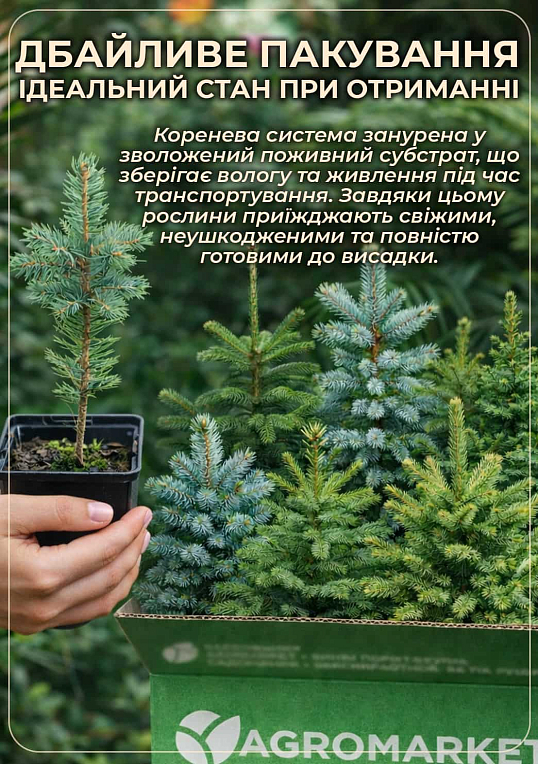 Эксклюзив! Ель голубая "Топаз" (Topaz) (премиальный высокодекоративный сорт, горшок P9)