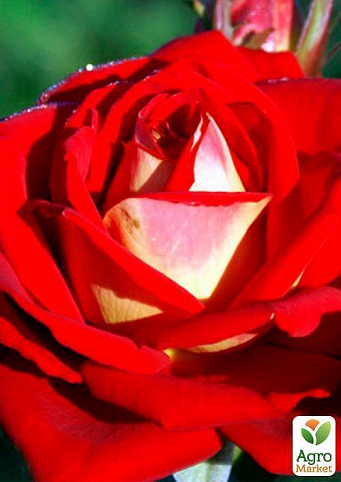 Роза чайно-гібридна "Френдшип" (саджанець класу АА +) вищий сорт
