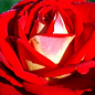 Роза чайно-гибридная "Френдшип" (саженец класса АА+) высший сорт