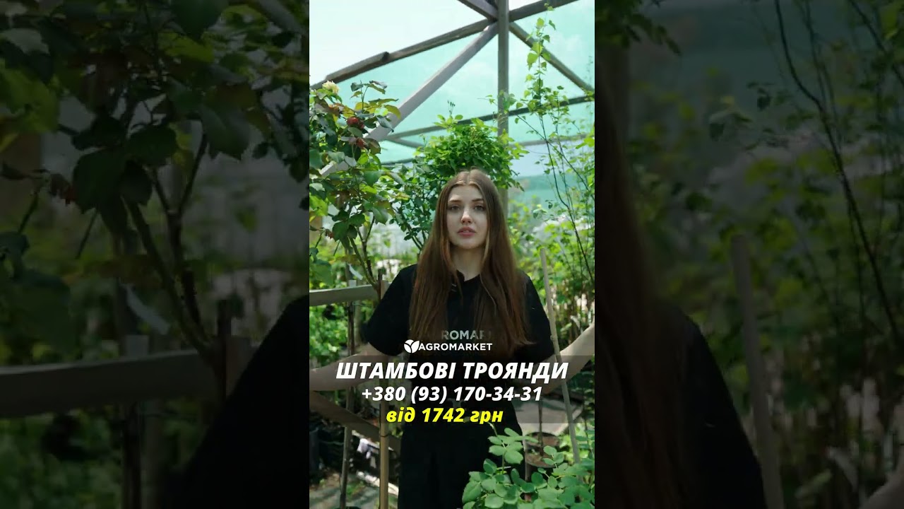 Роза штамбовая "Scarlet" (саженец класса АА+) высший сорт