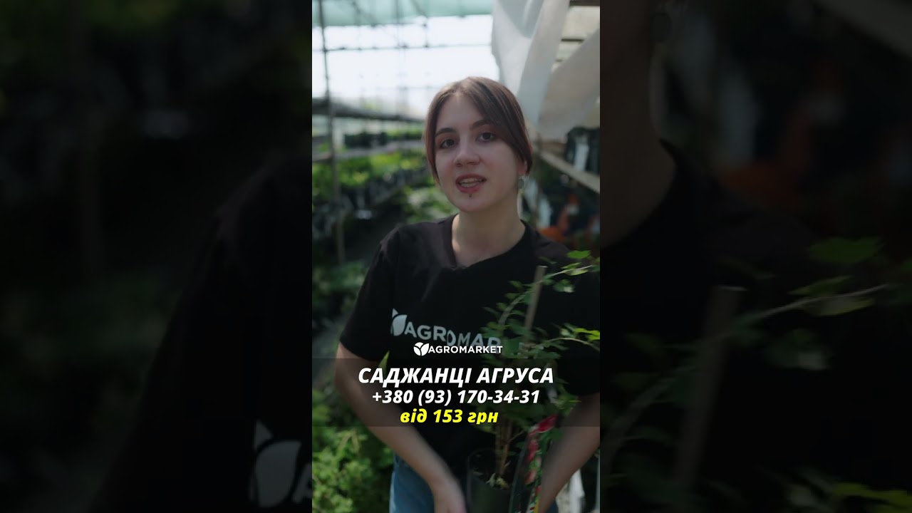 Ексклюзив! Агрус червоний "Ксенія" (Kseniya) (преміальний самоплодовий сорт, раннього терміну дозрівання)
