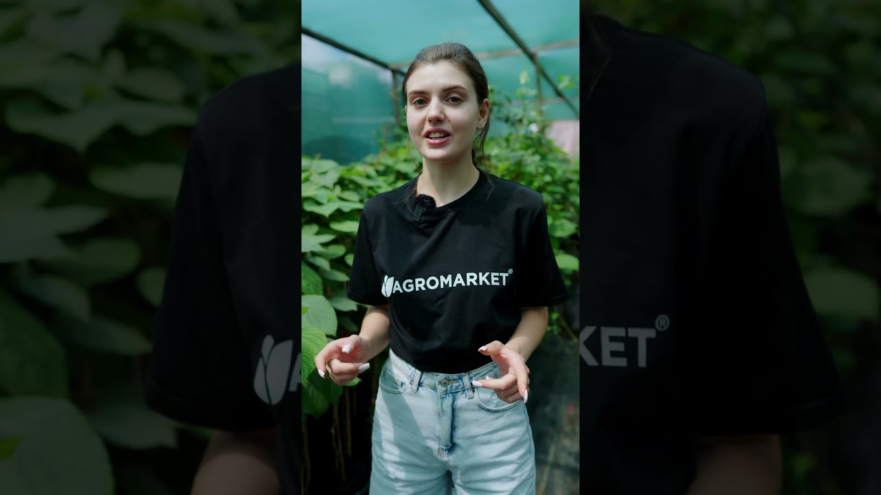 Киви "Хейворд" укорененный в контейнере (саженец 2 года)