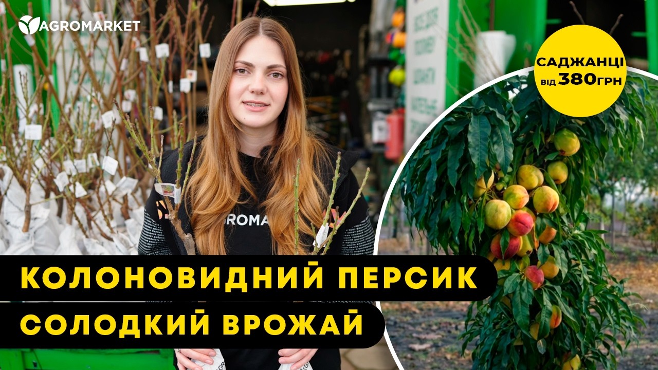 Эксклюзив! Нектарин колоновидный "Мистер Перси" (Mr. Percy)