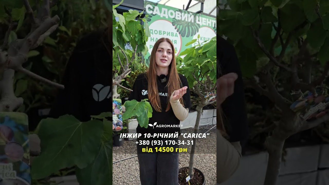 LMTD Инжир 10и летний привитой "Carica" (высота 150-180см)