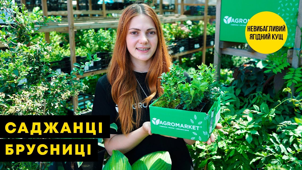 Эксклюзив! Брусника кораллово-красная "Мадам" (Madam) (премиальный ремонтантный сорт, очень полезная)