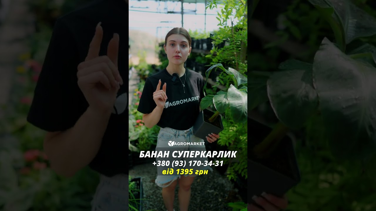 Банан комнатный "Киевский Суперкарлик"