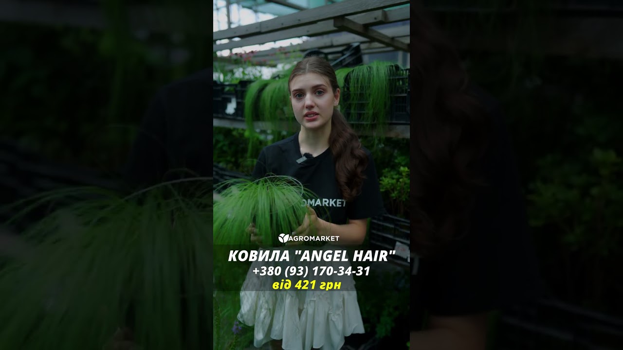 Ковила пухнаста "Angel Hear" вазон С2