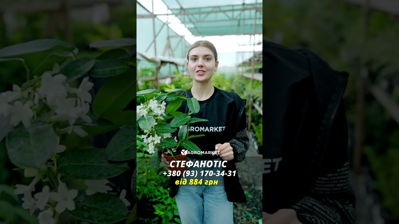 Стефанотіс "Stephanotis"