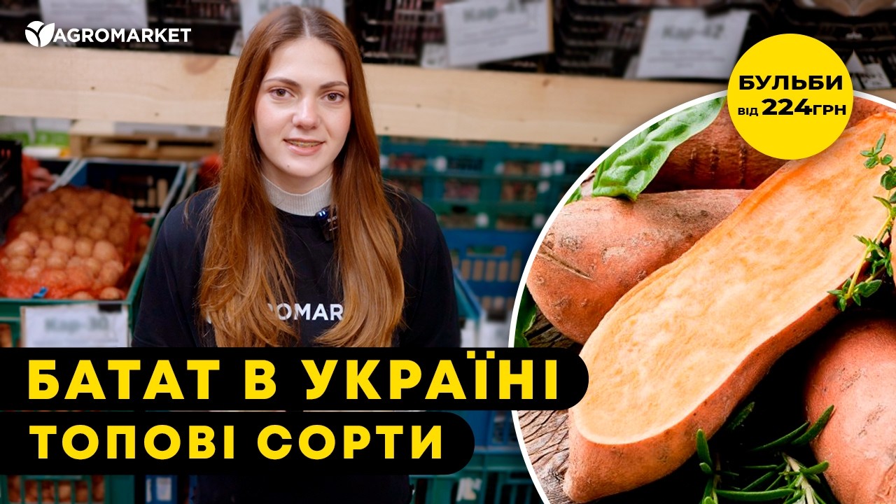 Батат "Ginseng Red" (сладкий картофель) маточный клубень