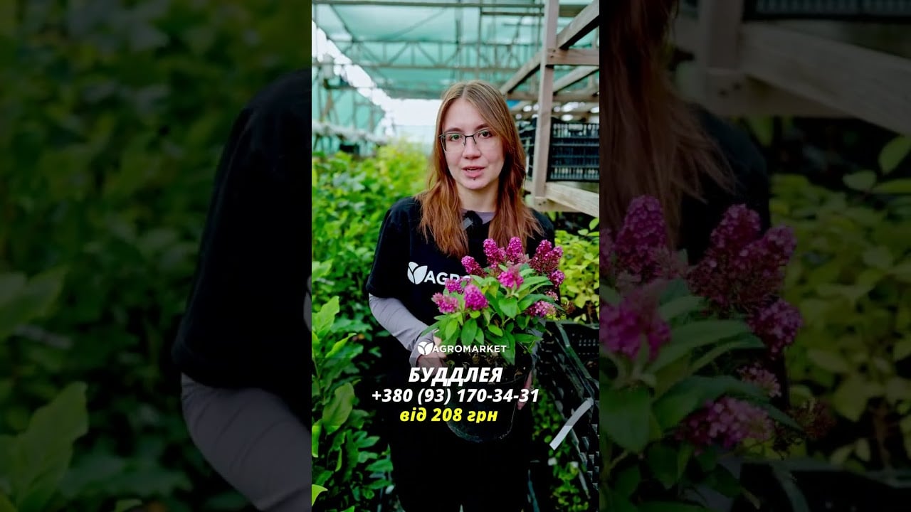 Буддлея Давида "Flower Power"