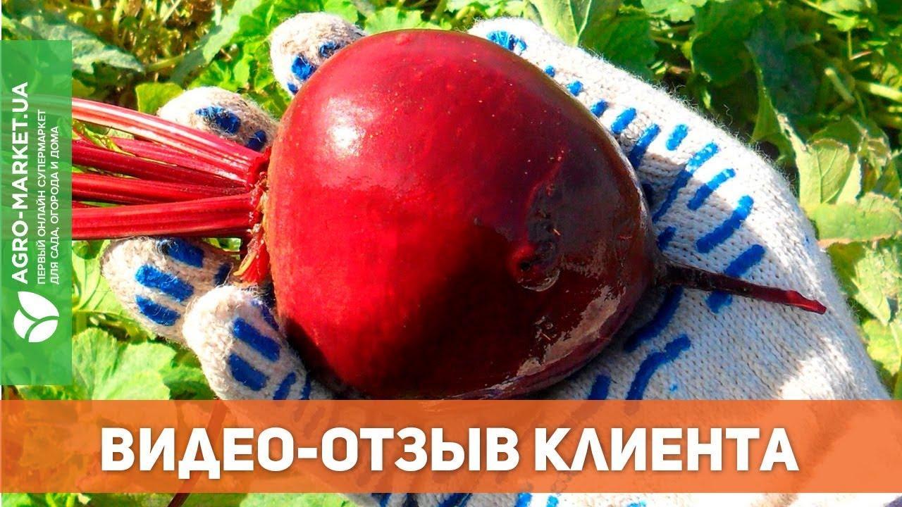 Морковь "Шантане ред коред" ТМ "SEDOS" 400шт
